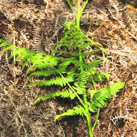 Bracken Alc