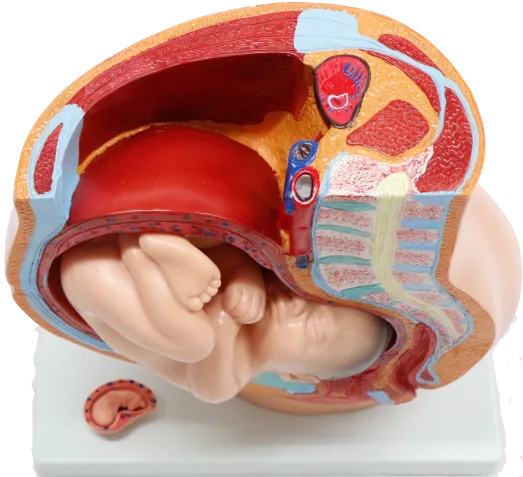 XC332B Human Pelvis Section (4 parts)