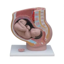 XC332B Human Pelvis Section (4 parts)