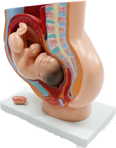 XC332B Human Pelvis Section (4 parts)